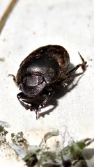 Onthophagus fracticornis