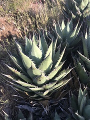 Agave shawii shawii
