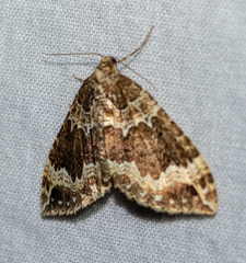 Lampropteryx suffumata