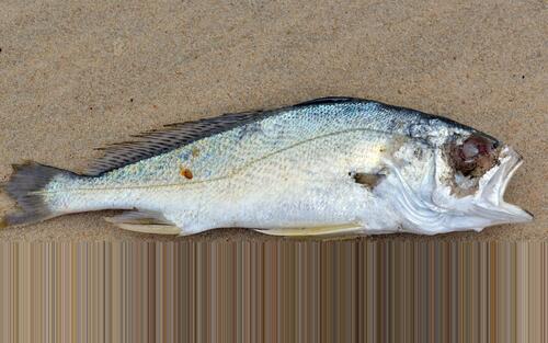 Bobo croaker (Pseudotolithus elongatus) — Sciaenidae — 2