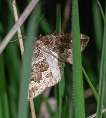 Lampropteryx suffumata