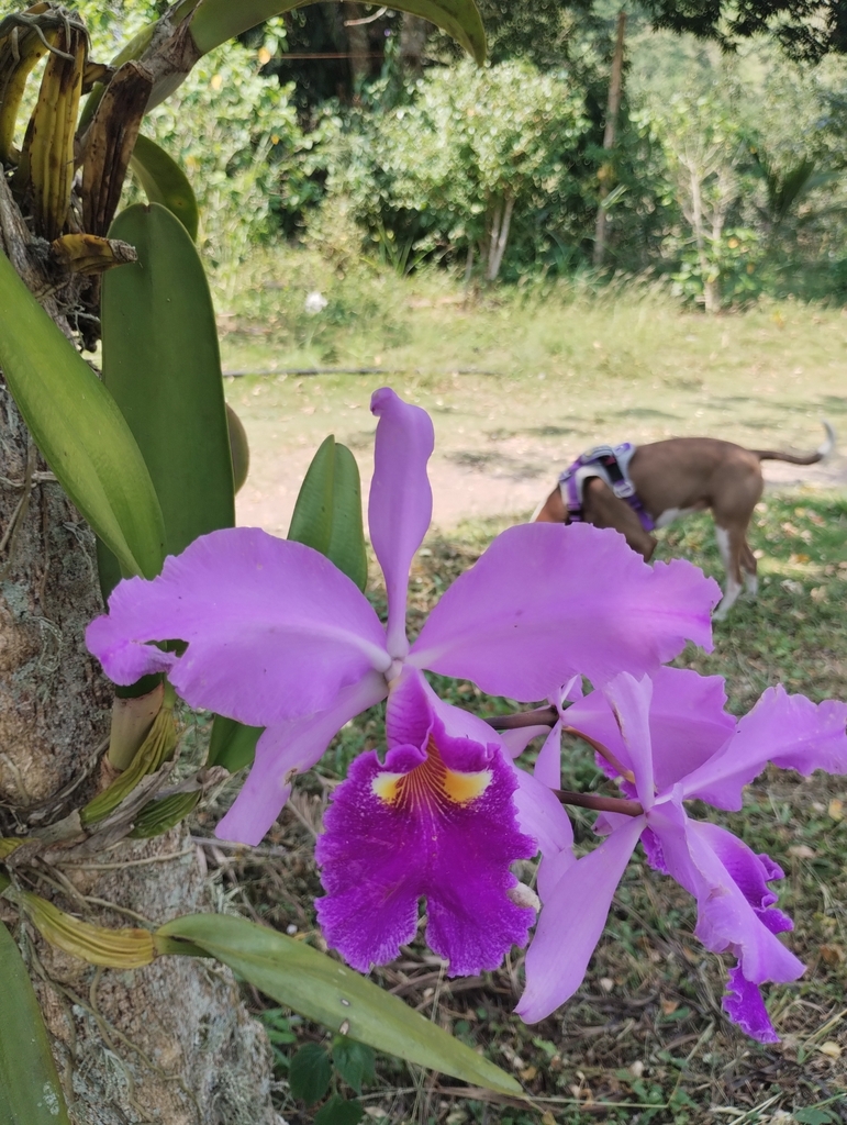 Cattleya warscewiczii