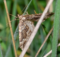 Lampropteryx suffumata