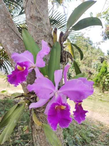 Image of Cattleya warscewiczii by no rights reserved