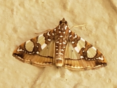 Glyphodes sibillalis