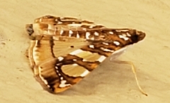 Glyphodes sibillalis