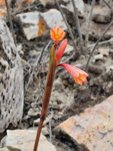 Image of Clinanthus Incarum (Clinanthus incarum) by (c) GREGORY ANTHONY PAUCA TANCO, some rights reserved (CC BY)