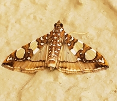 Glyphodes sibillalis