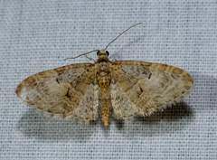Eupithecia abbreviata