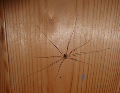 Amilenus aurantiacus