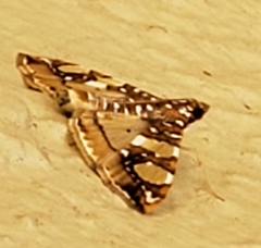 Glyphodes sibillalis