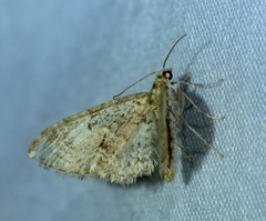 Eupithecia abbreviata