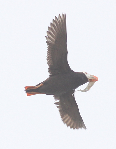 Tufted Puffin photographed in Oregon