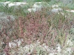 Chenopodiastrum murale