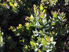 Arctostaphylos pallida