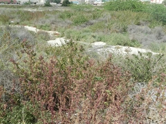 Chenopodiastrum murale