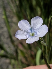 Linum bienne