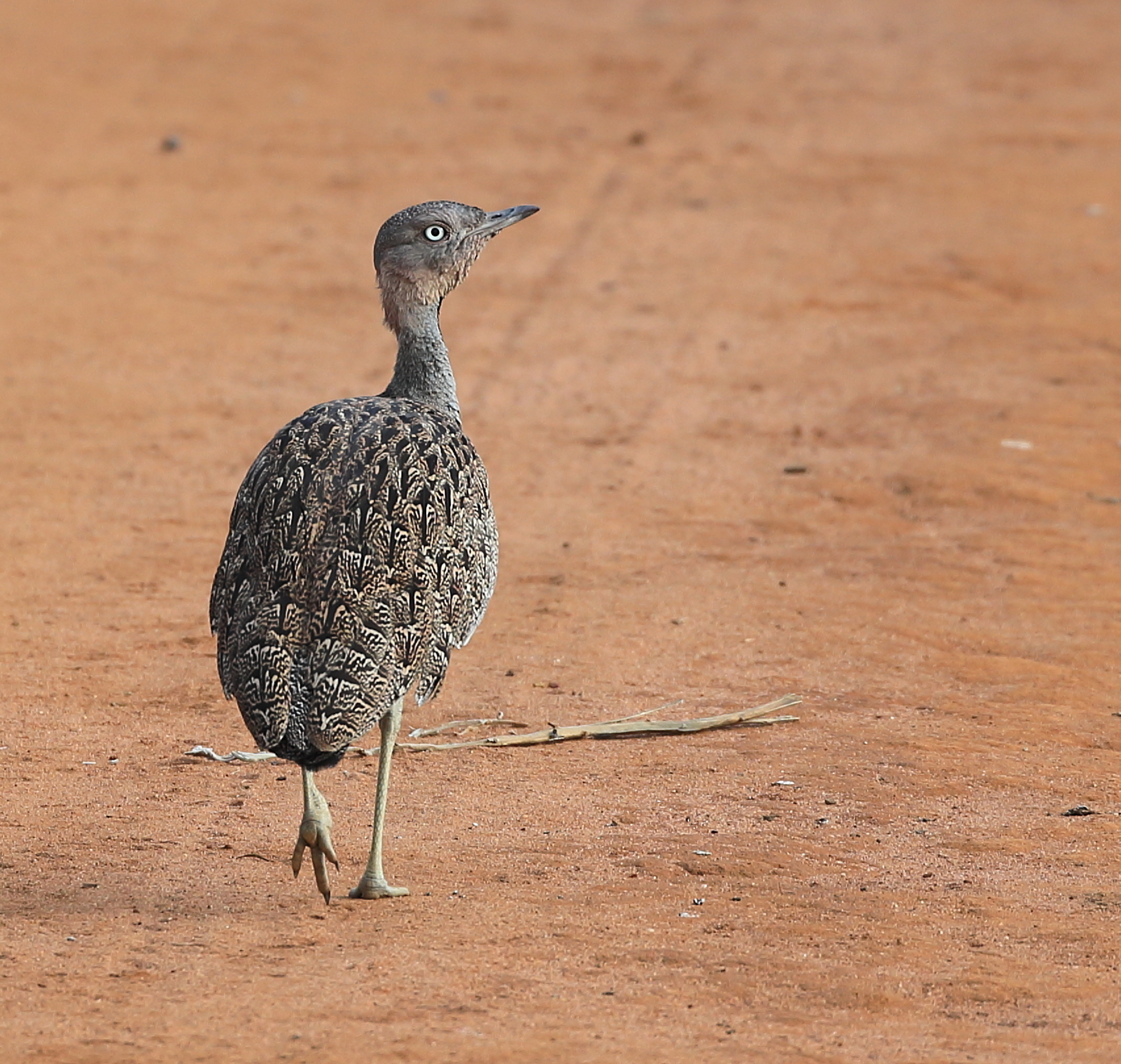 Buff-crested Bustard (Lophotis gindiana), photo 8