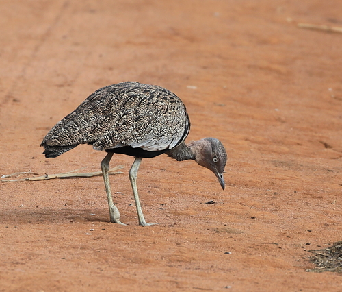 Buff-crested Bustard (Lophotis gindiana)