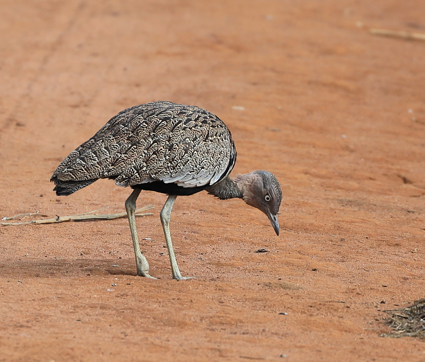 Buff-crested Bustard (Lophotis gindiana), photo 6