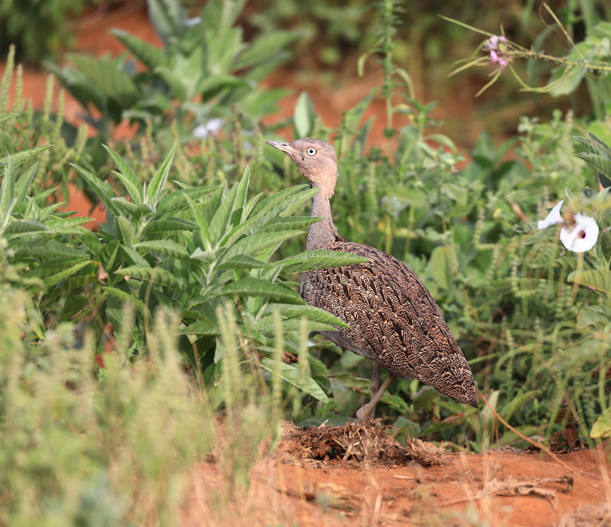 Buff-crested Bustard (Lophotis gindiana), photo 7