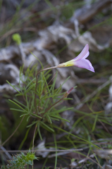 Oxalis polyphylla pentaphylla