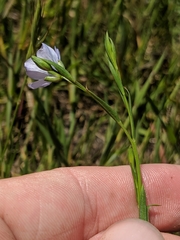 Linum bienne