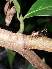 Heteronotus trinodosus