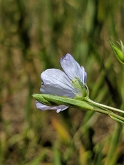 Linum bienne