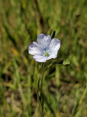 Linum bienne