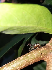 Heteronotus trinodosus