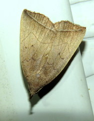 Simplicia armatalis