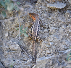 Sceloporus parvus