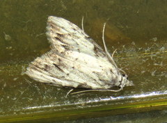 Nola pleurochorda