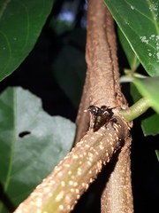 Heteronotus trinodosus