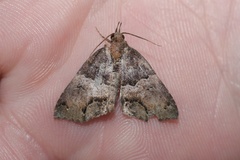 Rhynchodontodes antistropha