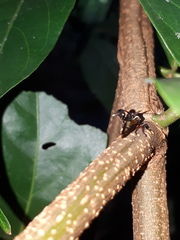 Heteronotus trinodosus