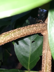 Heteronotus trinodosus