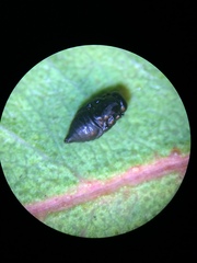 Psyllaephagus bliteus