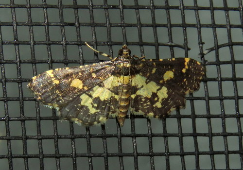 Yellow Blotched Pearl Moth