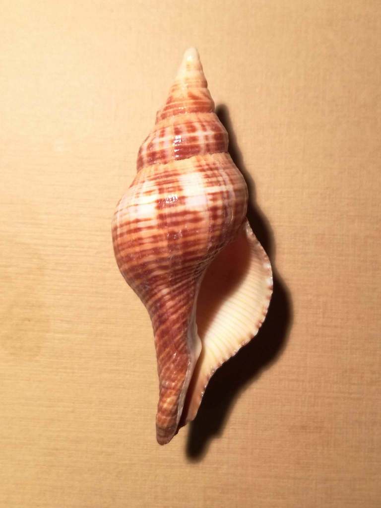 Filifusus glaber