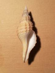 Granulifusus niponicus