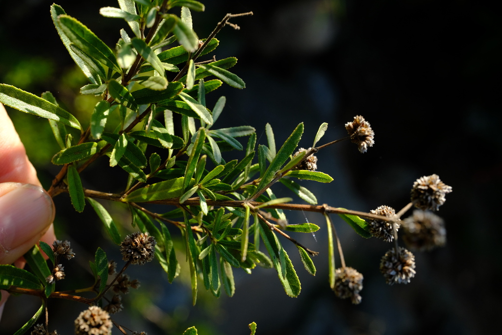 Limestone-Elder