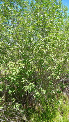 Alnus incana tenuifolia