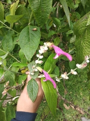 Salvia tortuosa