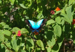 Papilio pericles