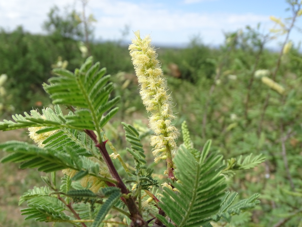 Mountain Thorn