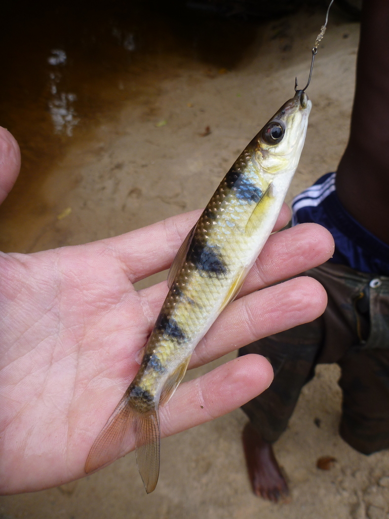 Spotted leporinus (Leporinus maculatus) — Anostomidae