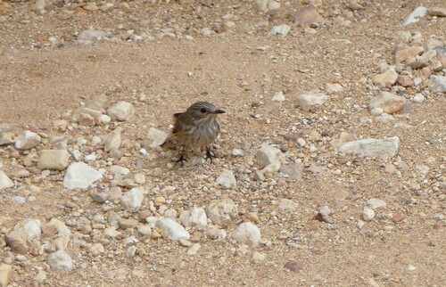 Spotted Flycatcher