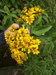 Kingianthus paniculatus